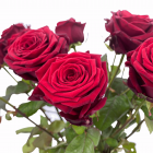 Een elegante rode roos (Red Naomi) met een volle bloei, ideaal voor een klassiek boeket.  