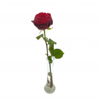 Een prachtig beeld van rode roos (Red Naomi), een favoriet voor luxe bloemstukken.  