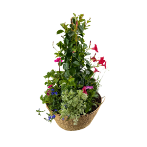 Plantenmand groot